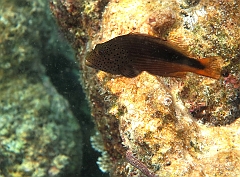 IMG_0779rf_Maldives_Madoogali_House reef_Poisson faucon a tache de rousseur_Paracirrhites forsteri